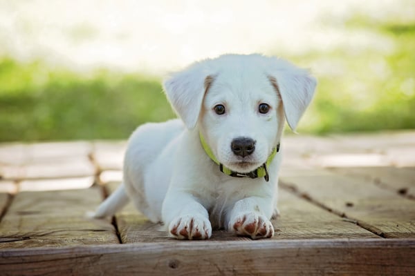 labrador-retriever-puppy